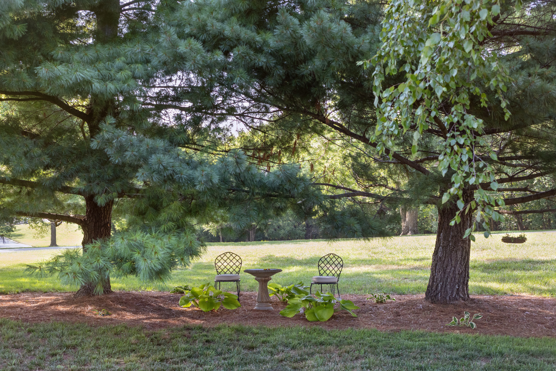 Pine Tree Hosta Garden Sitting Area