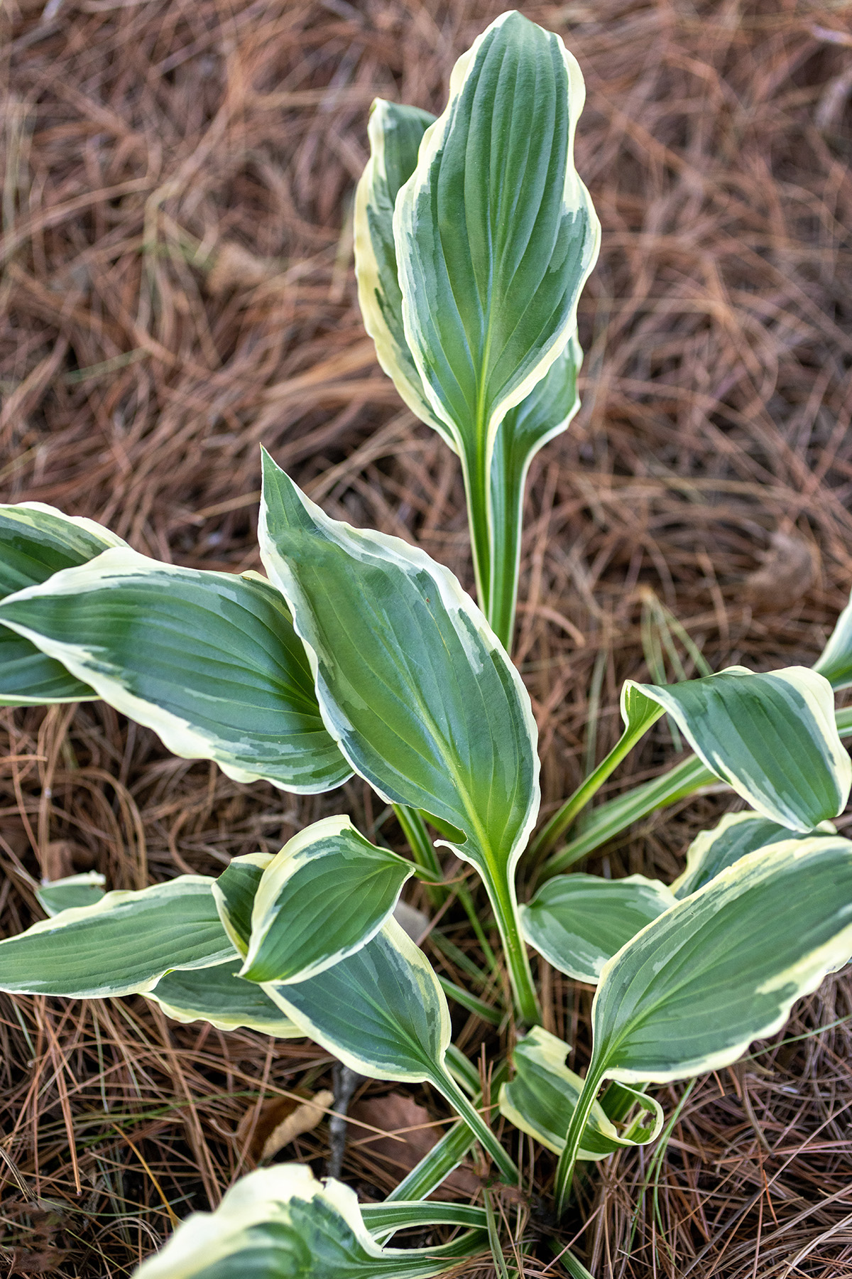 Variegated Patriot Hosta