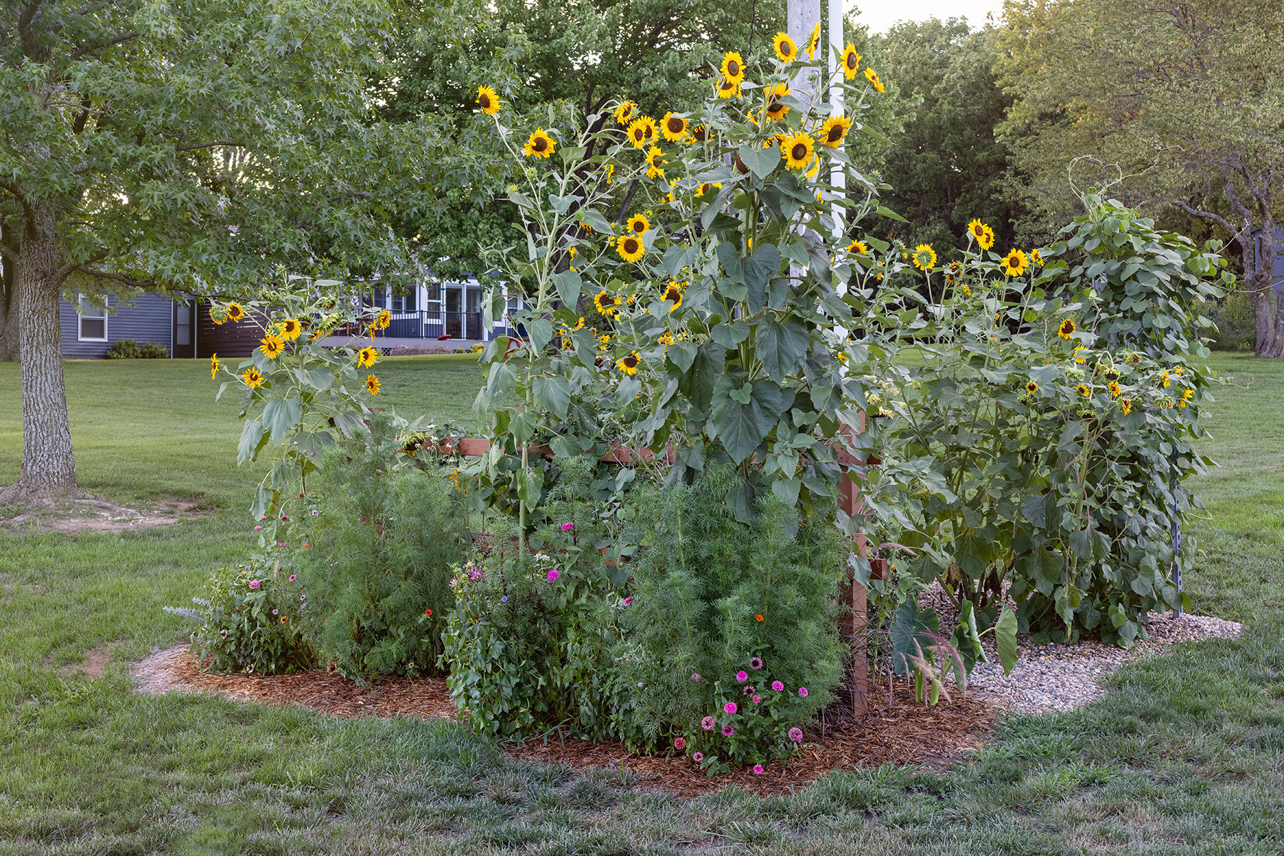 ChristyB Sunflower Garden | Summer 2023