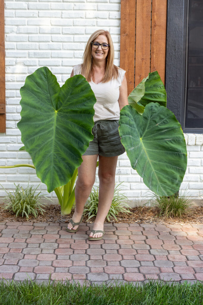 Christy B | Elephant Ears