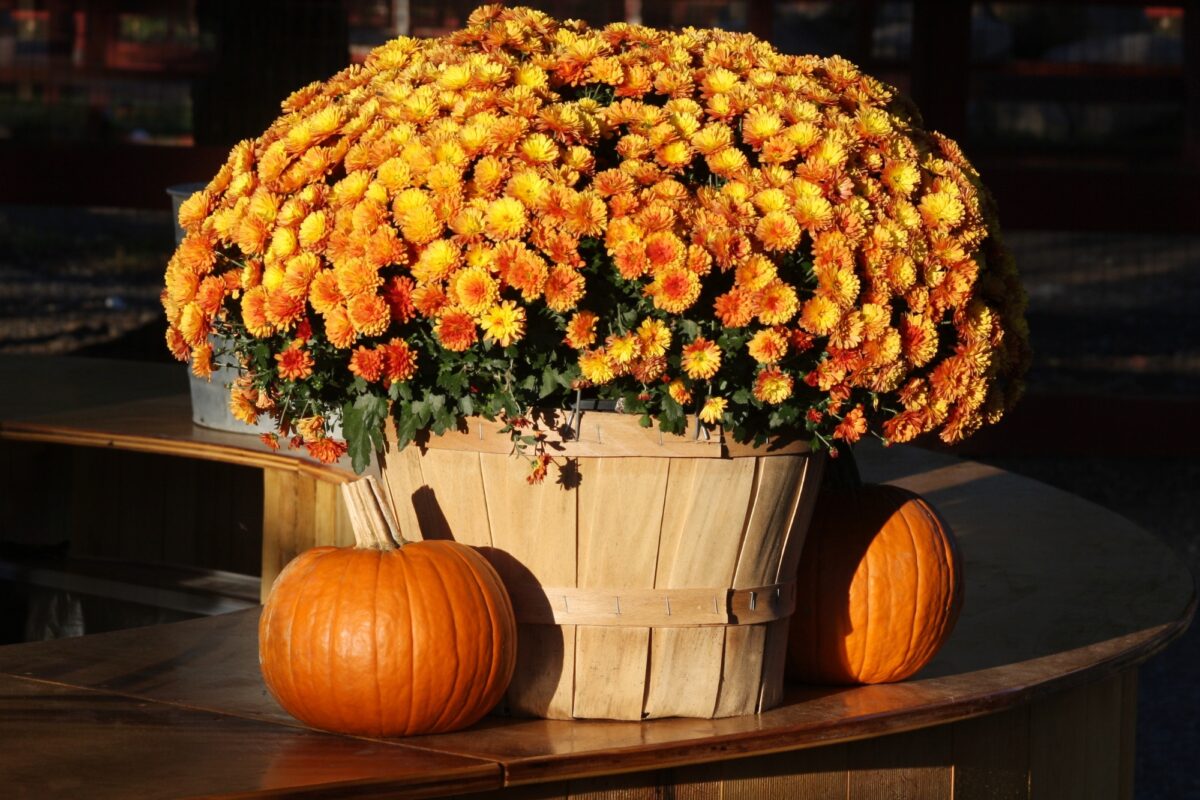 Care Tips for Fall Mums