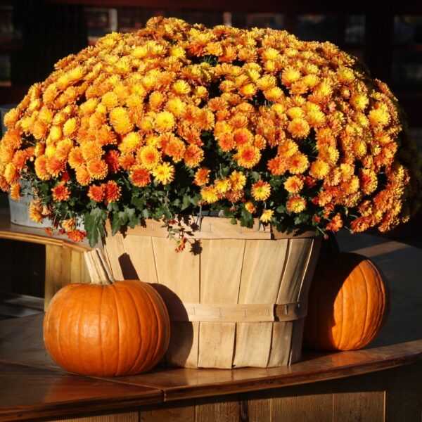 Care Tips for Fall Mums