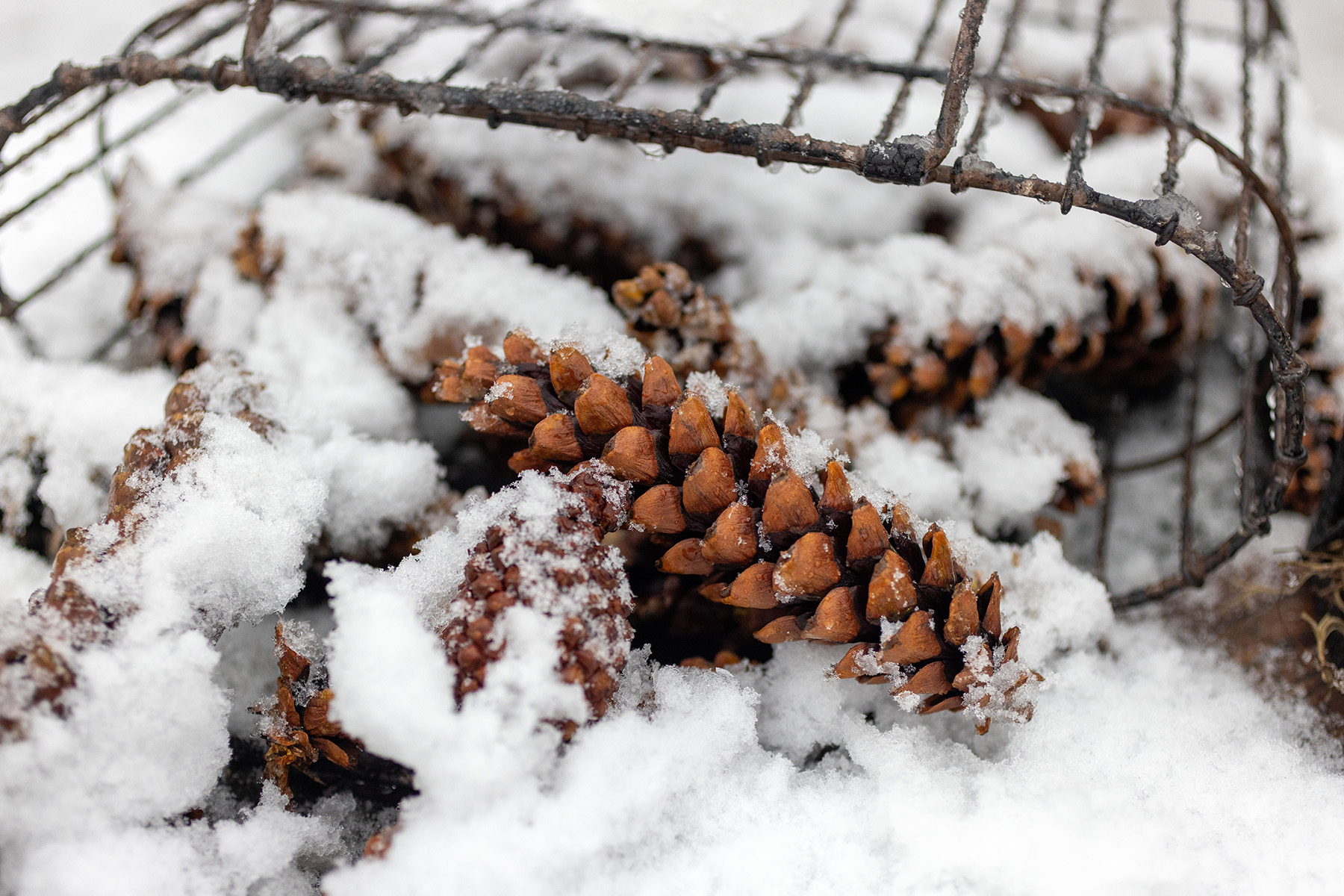Winter Snow Pinecones