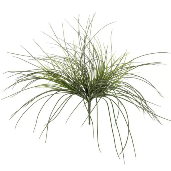 Monkey Grass Bush