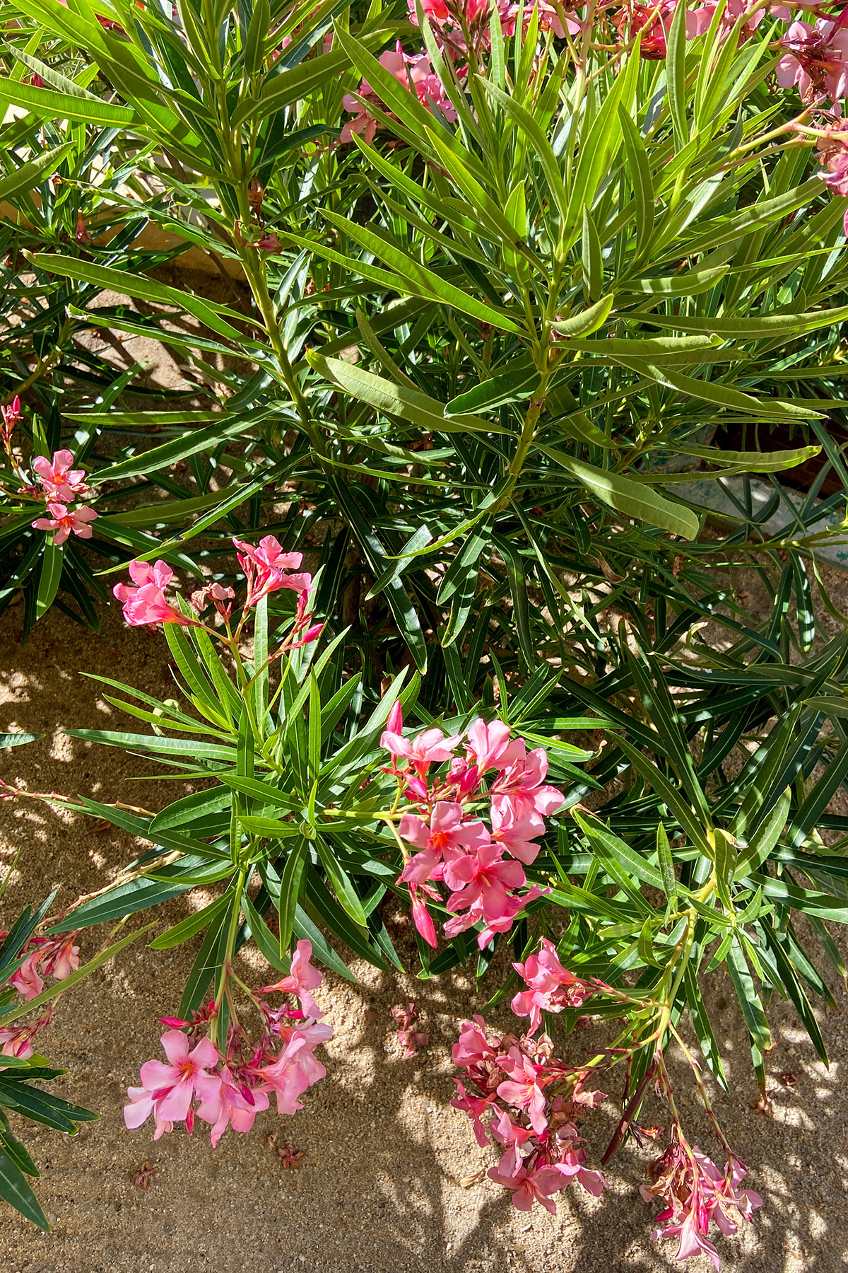 Resort Flowers