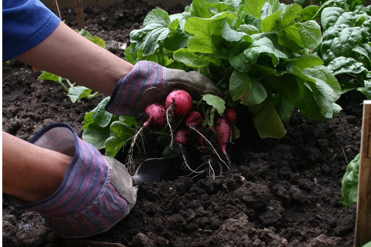 Garden Radishes