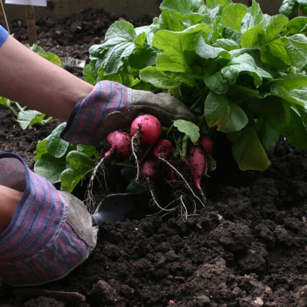 Garden Radishes