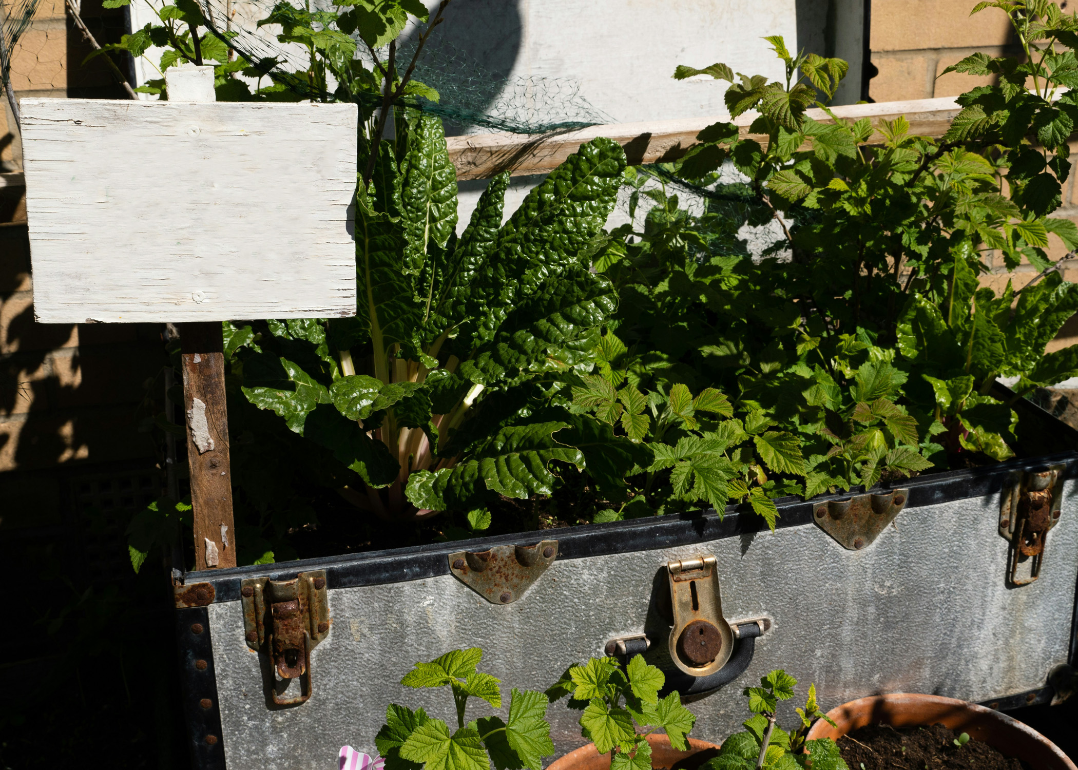 Metal Container Garden