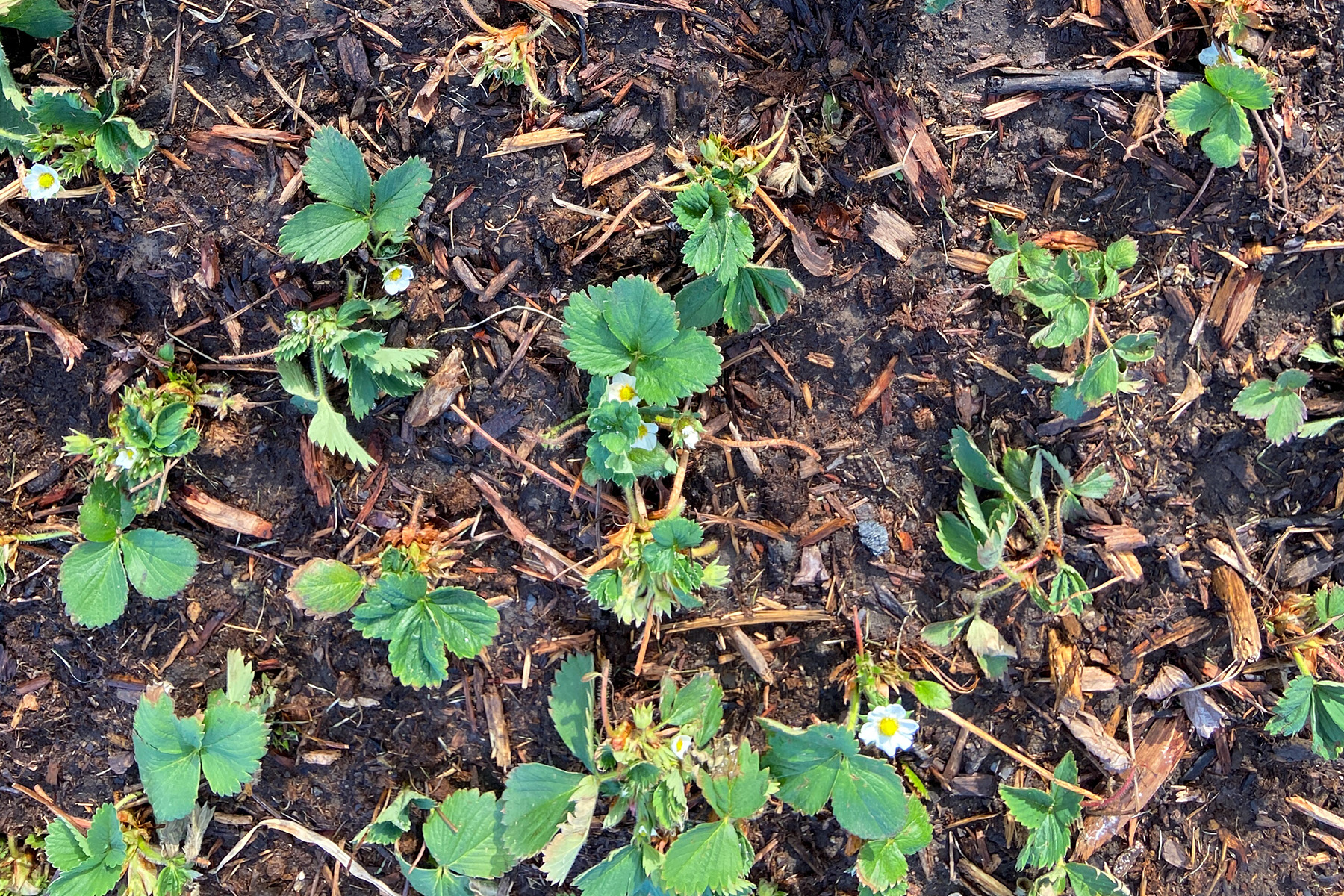 Spring Strawberries