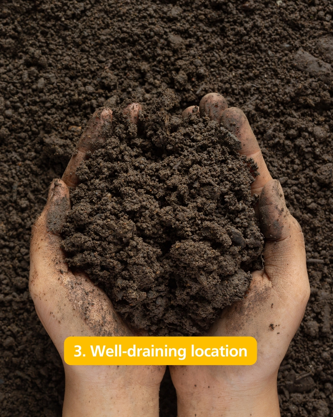 Well-Draining Garden Soil