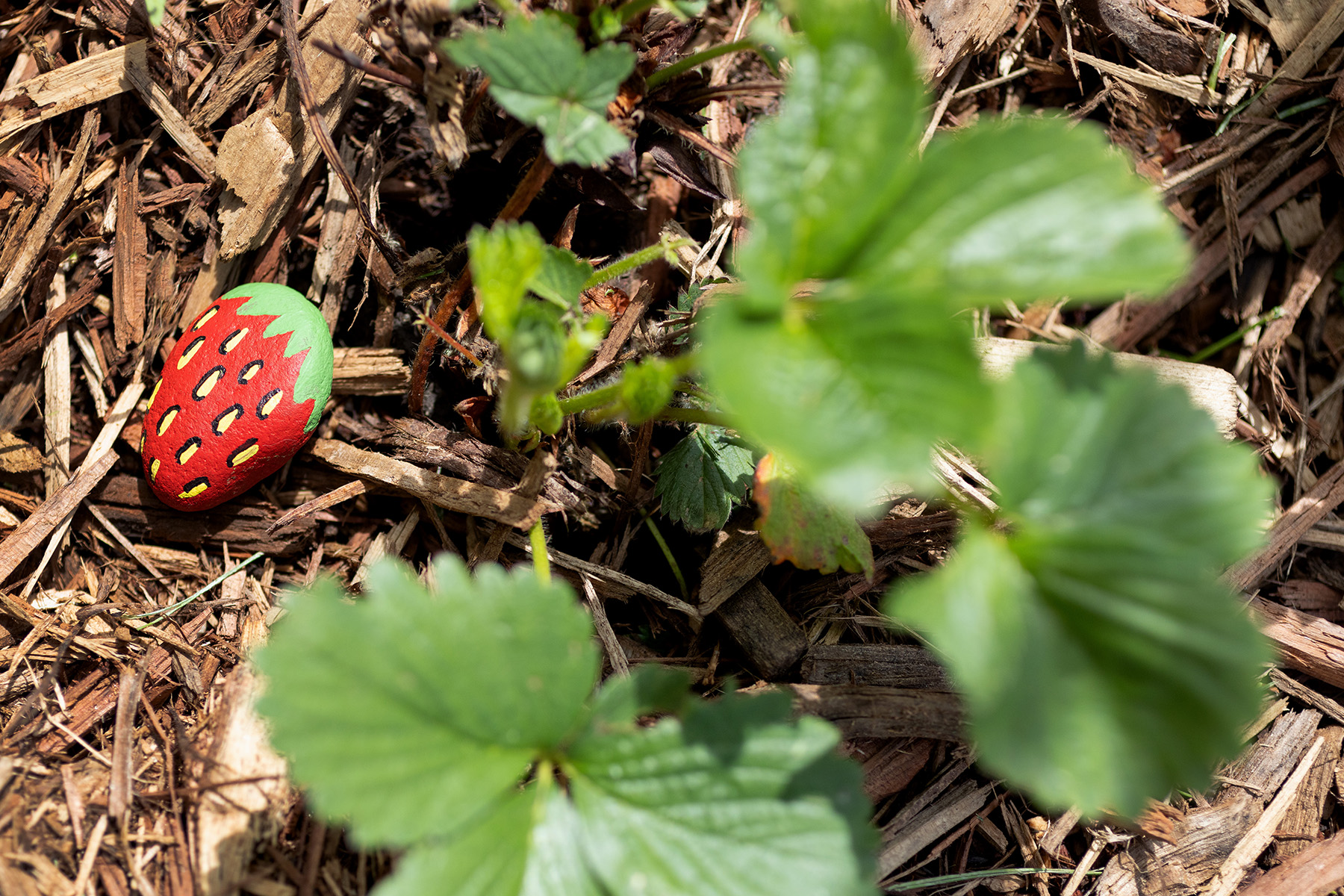 DIY Bird Decoy Painted Rock Strawberries