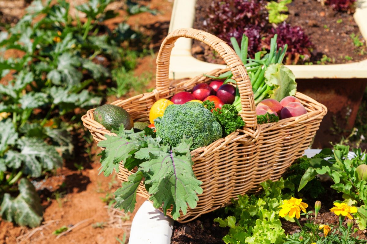 Vegetable Garden Produce