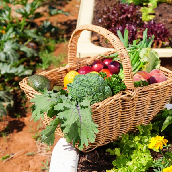 Vegetable Garden Produce