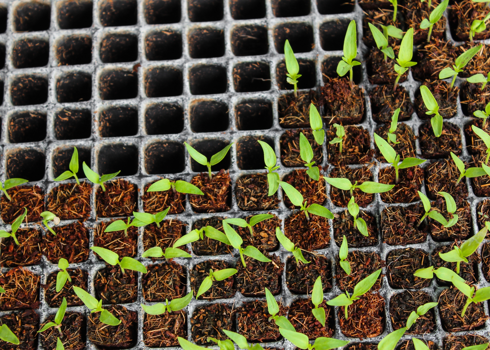 Garden Seed Tray