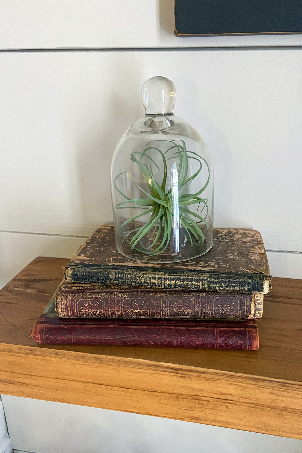 Living Room Books / Air Plant