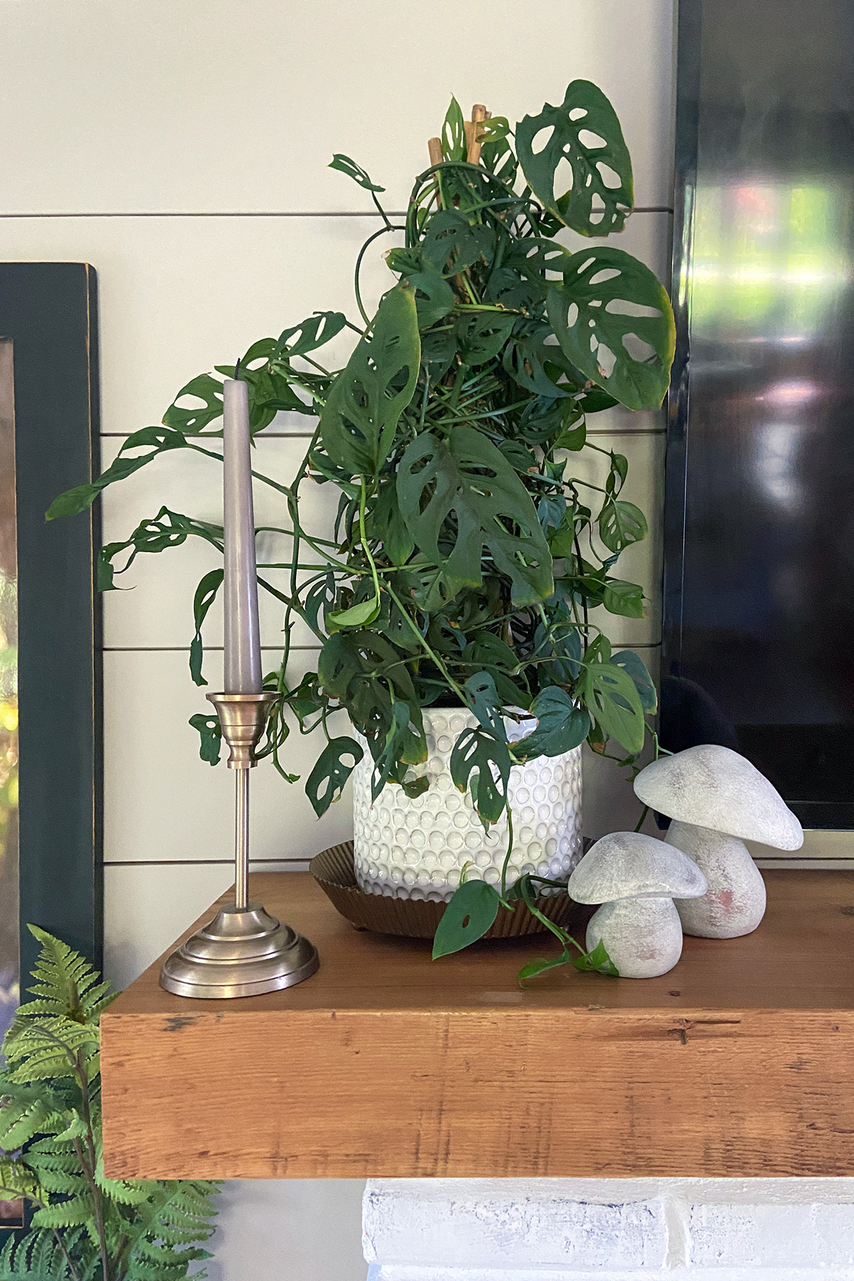 Living Room Plant