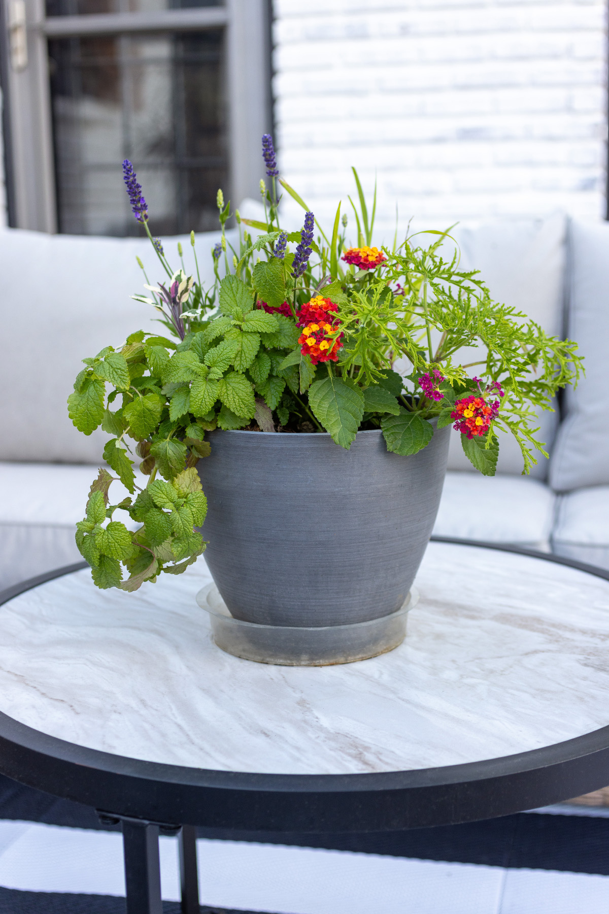 Mosquito Repelling Planter