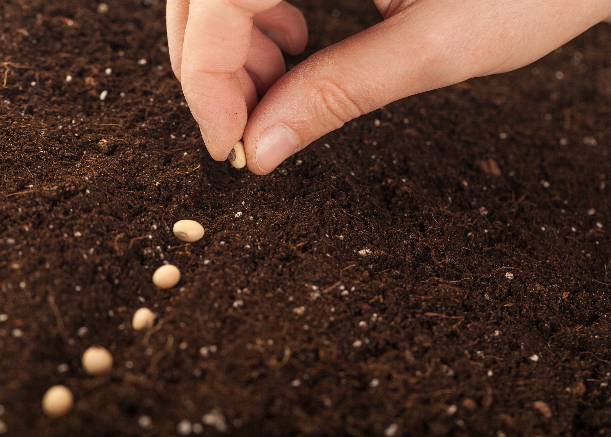 Planting Garden Seeds