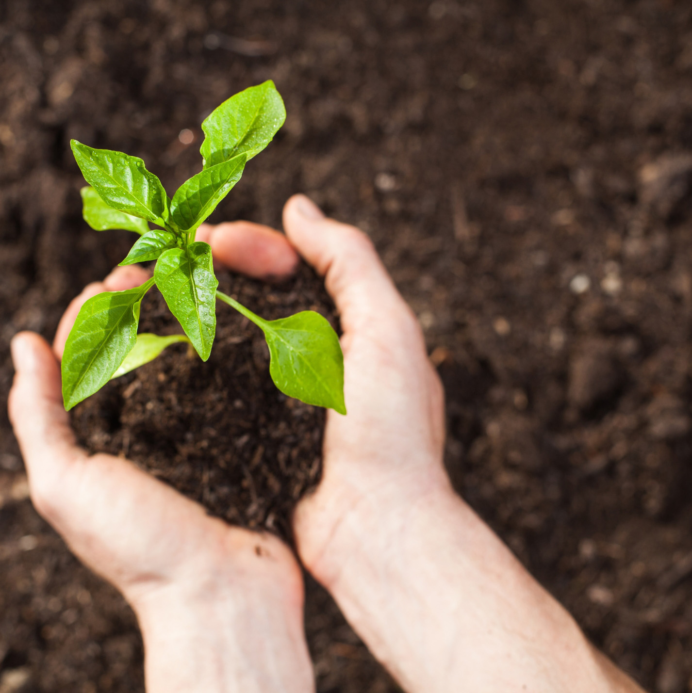 Planting Seedlings