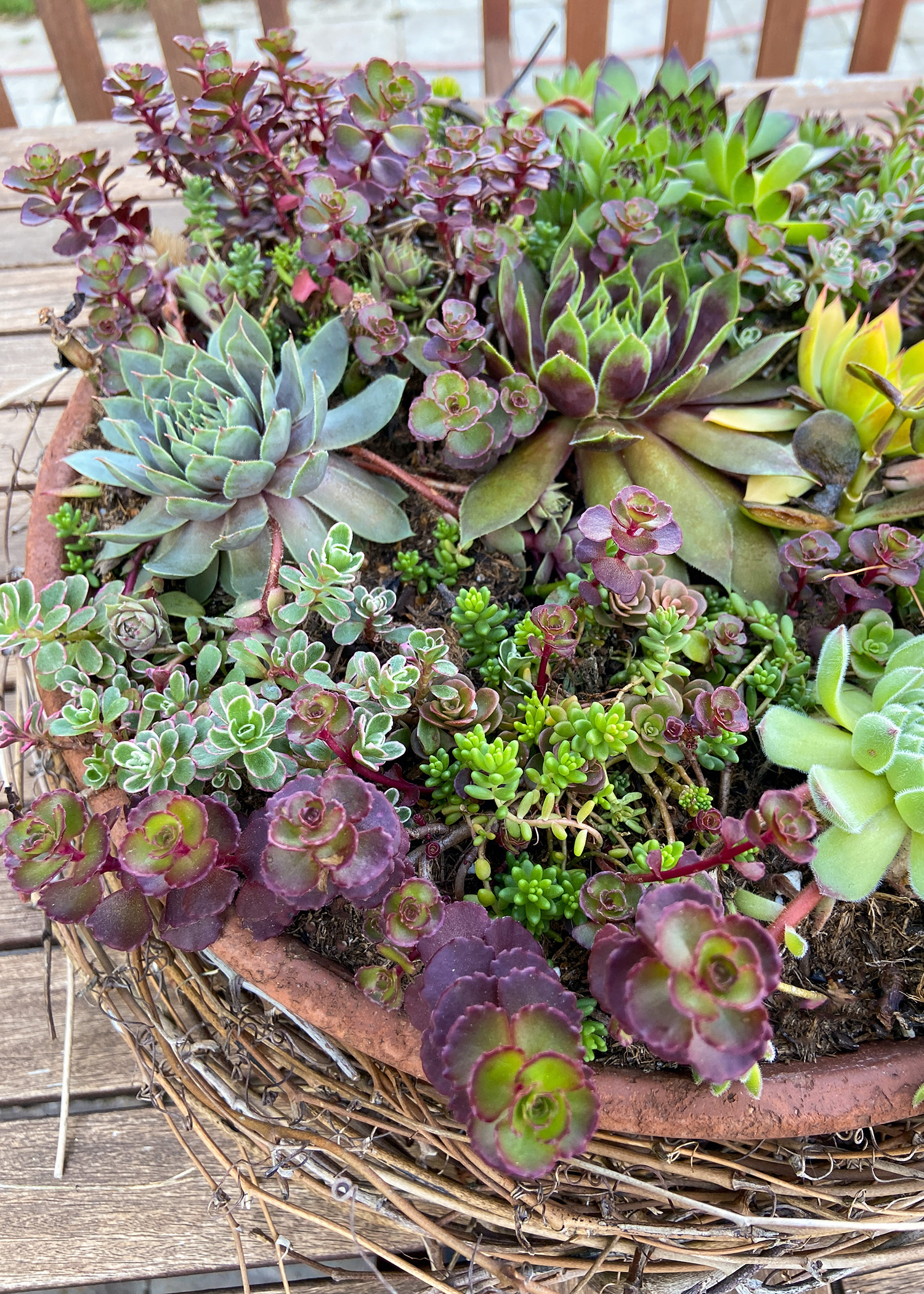 Succulent Terracotta Outdoor Table Centerpiece